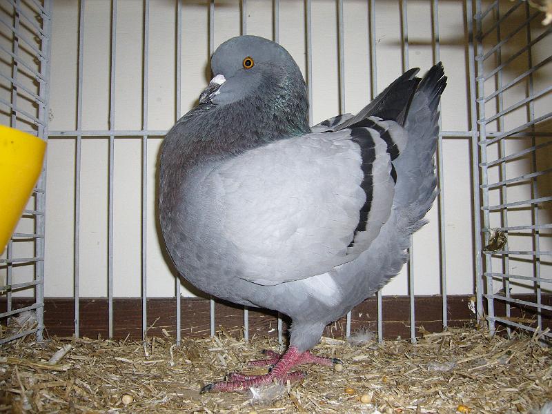 Delbrueck 2008 156.jpg